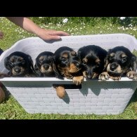 Dachshund (Standard &amp; Miniature) - Both