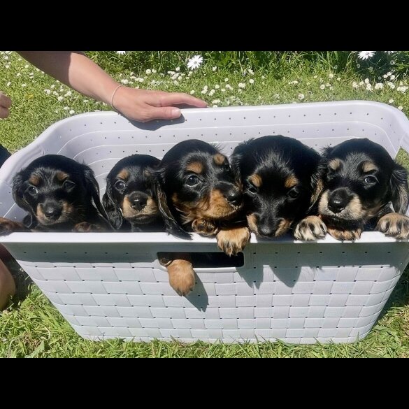 Dachshund (Standard &amp; Miniature) - Both