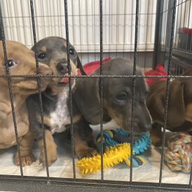 Dachshund (Standard &amp; Miniature) - Both