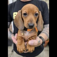 Dachshund (Standard &amp; Miniature) - Both