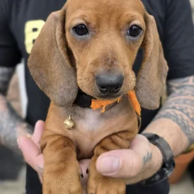 Dachshund (Standard &amp; Miniature) - Both
