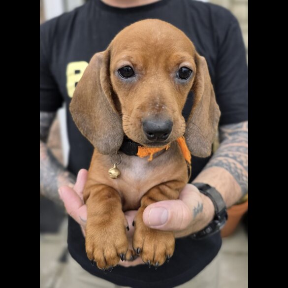 Dachshund (Standard &amp; Miniature) - Both
