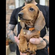 Dachshund (Standard &amp; Miniature) - Both