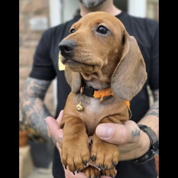Dachshund (Standard &amp; Miniature) - Both