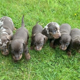 Dachshund (Standard &amp; Miniature) - Both