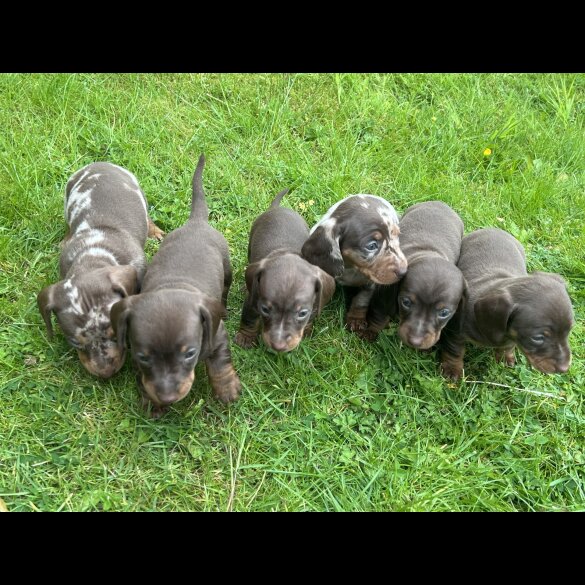 Dachshund (Standard &amp; Miniature) - Both