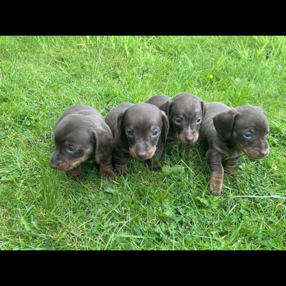 Dachshund (Standard &amp; Miniature) - Both