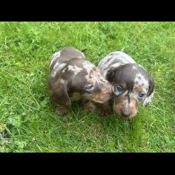 Dachshund (Standard &amp; Miniature) - Both