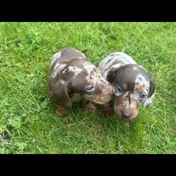 Dachshund (Standard &amp; Miniature) - Both