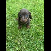 Dachshund (Standard &amp; Miniature) - Both
