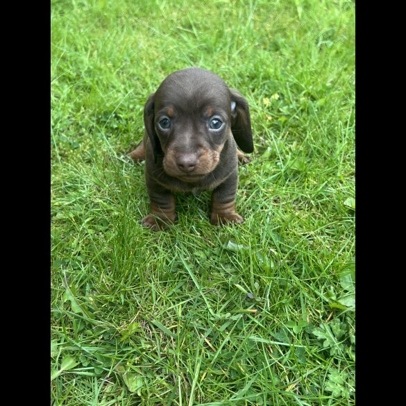 Dachshund (Standard &amp; Miniature) - Both