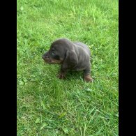 Dachshund (Standard &amp; Miniature) - Both