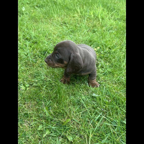 Dachshund (Standard &amp; Miniature) - Both