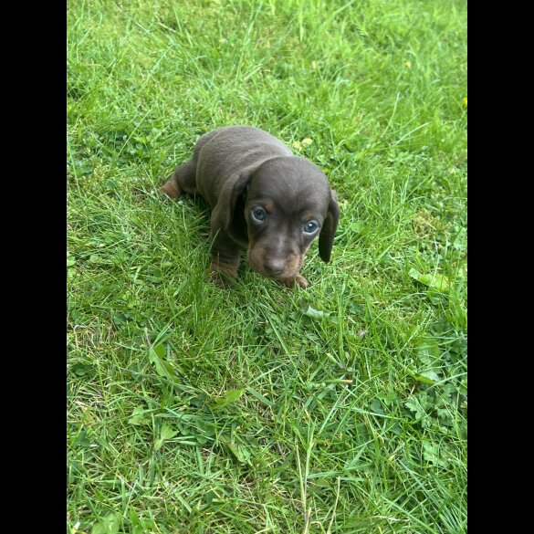Dachshund (Standard &amp; Miniature) - Both