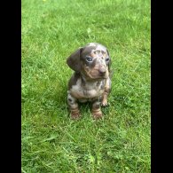 Dachshund (Standard &amp; Miniature) - Both