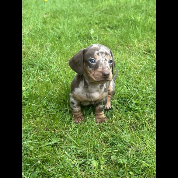 Dachshund (Standard &amp; Miniature) - Both
