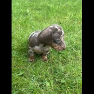 Dachshund (Standard &amp; Miniature) - Both