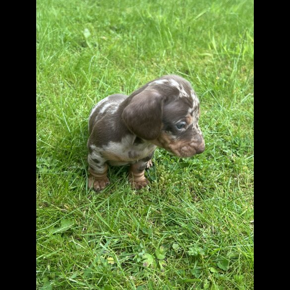 Dachshund (Standard &amp; Miniature) - Both