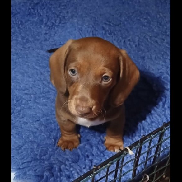 Dachshund (Standard &amp; Miniature) - Both