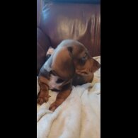 Dachshund (Standard &amp; Miniature) - Both