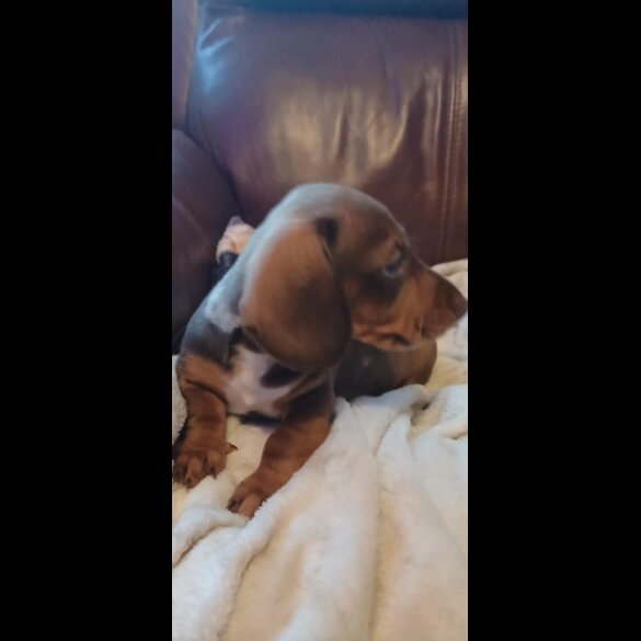 Dachshund (Standard &amp; Miniature) - Both