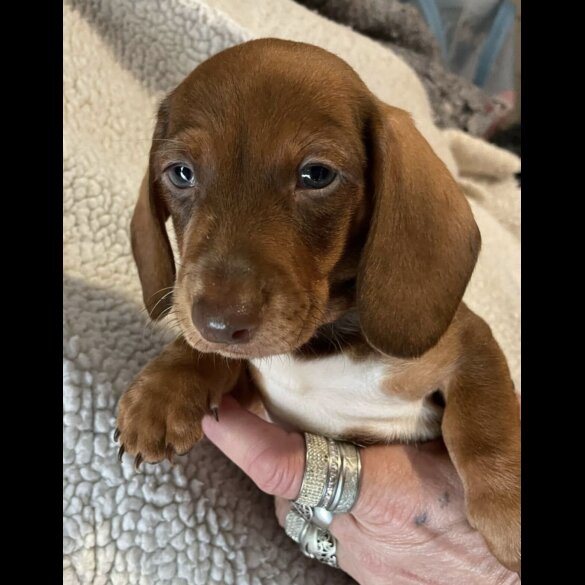 Dachshund (Standard &amp; Miniature) - Both