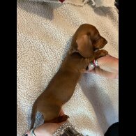 Dachshund (Standard &amp; Miniature) - Both