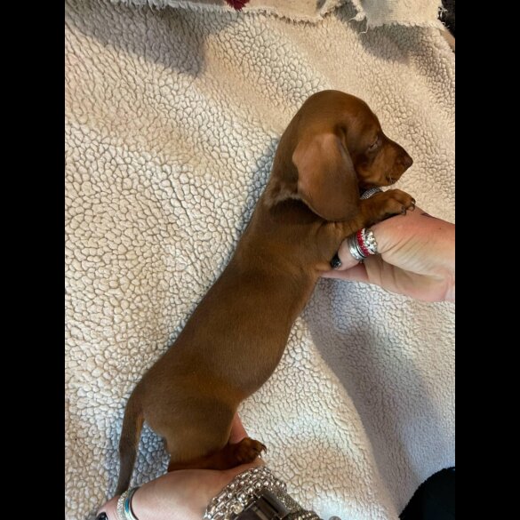 Dachshund (Standard &amp; Miniature) - Both