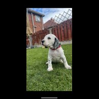 Mixed Breed - Dogs