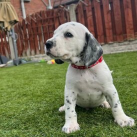 Mixed Breed - Dogs