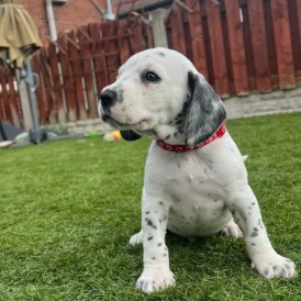 Mixed Breed - Dogs