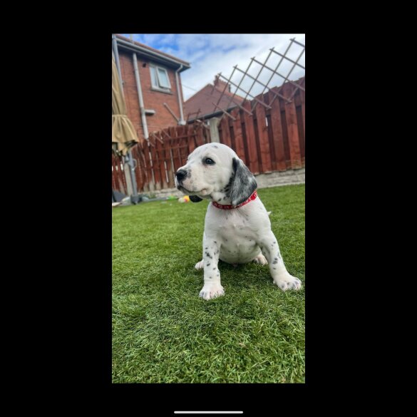 Mixed Breed - Dogs