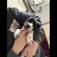 Mixed Breed - Dogs