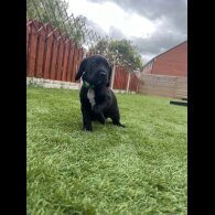 Mixed Breed - Dogs
