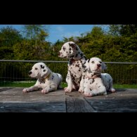 Dalmatian - Bitches