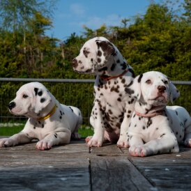 Dalmatian - Bitches