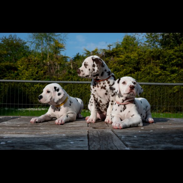 Dalmatian - Bitches