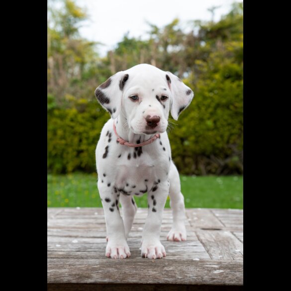 Dalmatian - Bitches