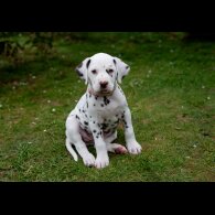 Dalmatian - Bitches
