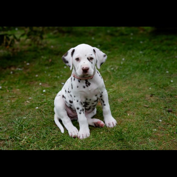 Dalmatian - Bitches