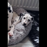 Dalmatian - Both