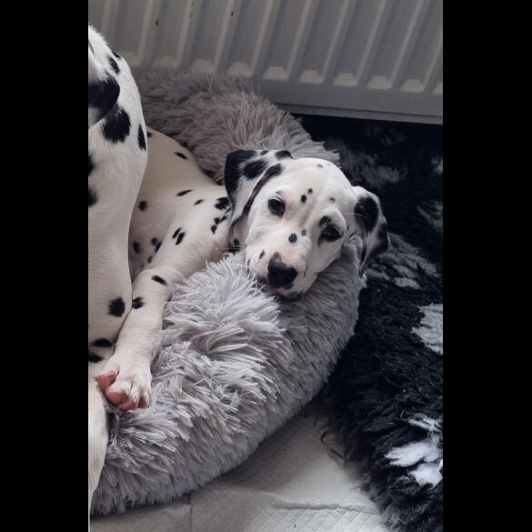 Dalmatian - Both