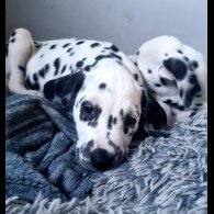 Dalmatian - Both