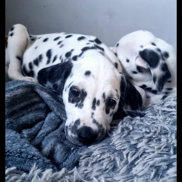 Dalmatian - Both