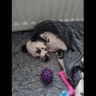 Dalmatian - Both