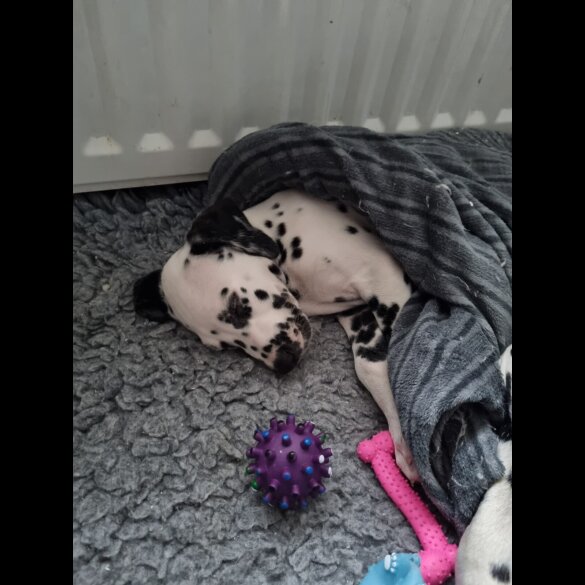 Dalmatian - Both