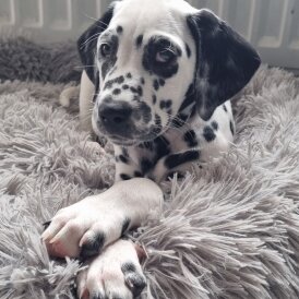 Dalmatian - Both