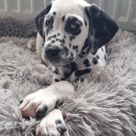 Dalmatian - Both
