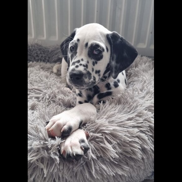 Dalmatian - Both