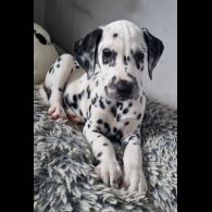 Dalmatian - Both